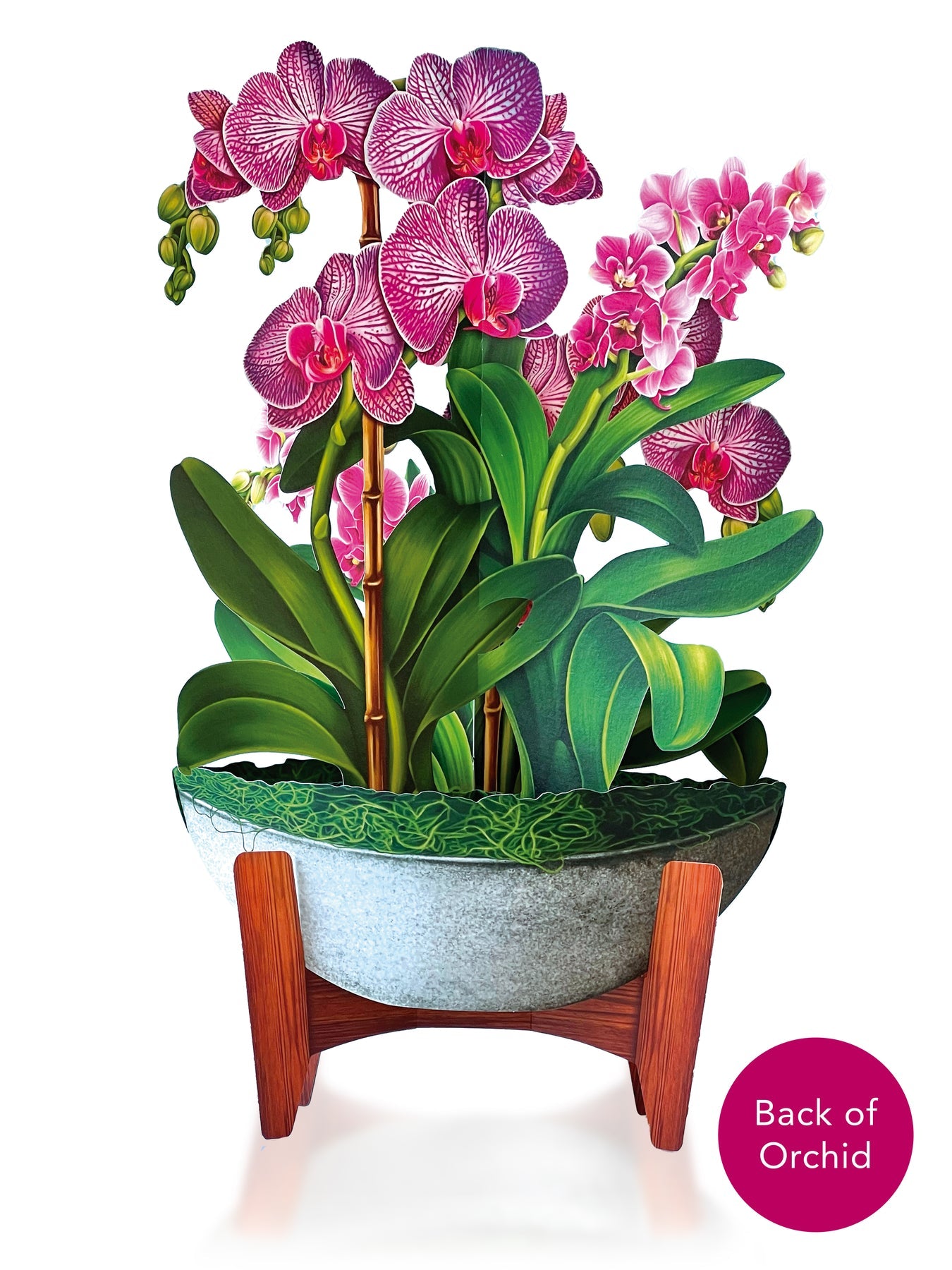 Orchid Oasis 3D Pop Up Bouquet