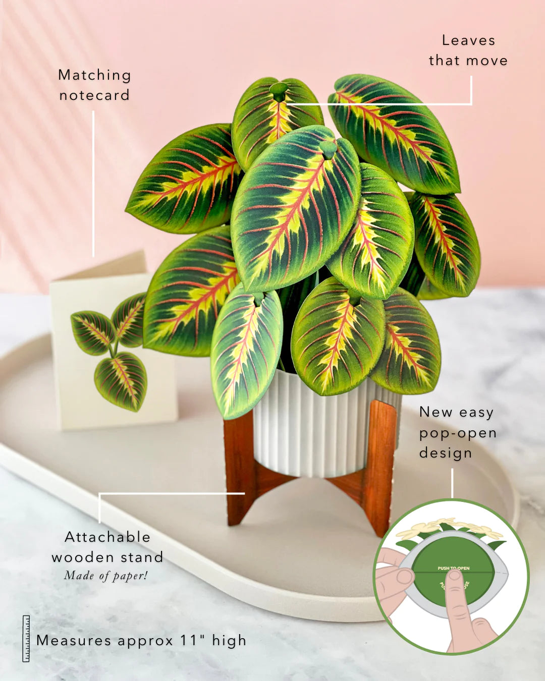 Prayer Plant 3D Pop Up Bouquet