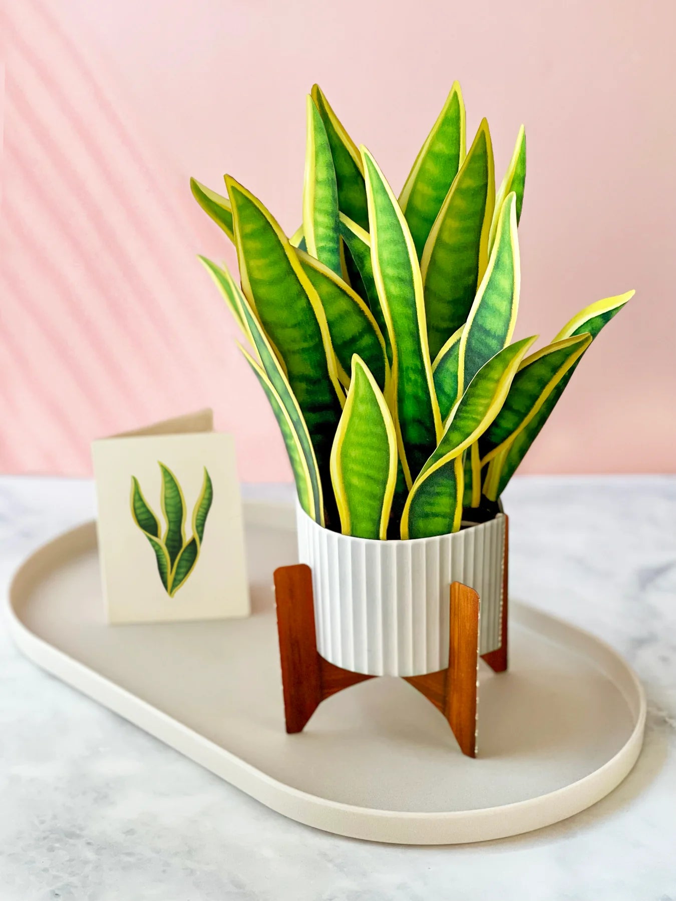 Snake Plant 3D Pop Up Bouquet