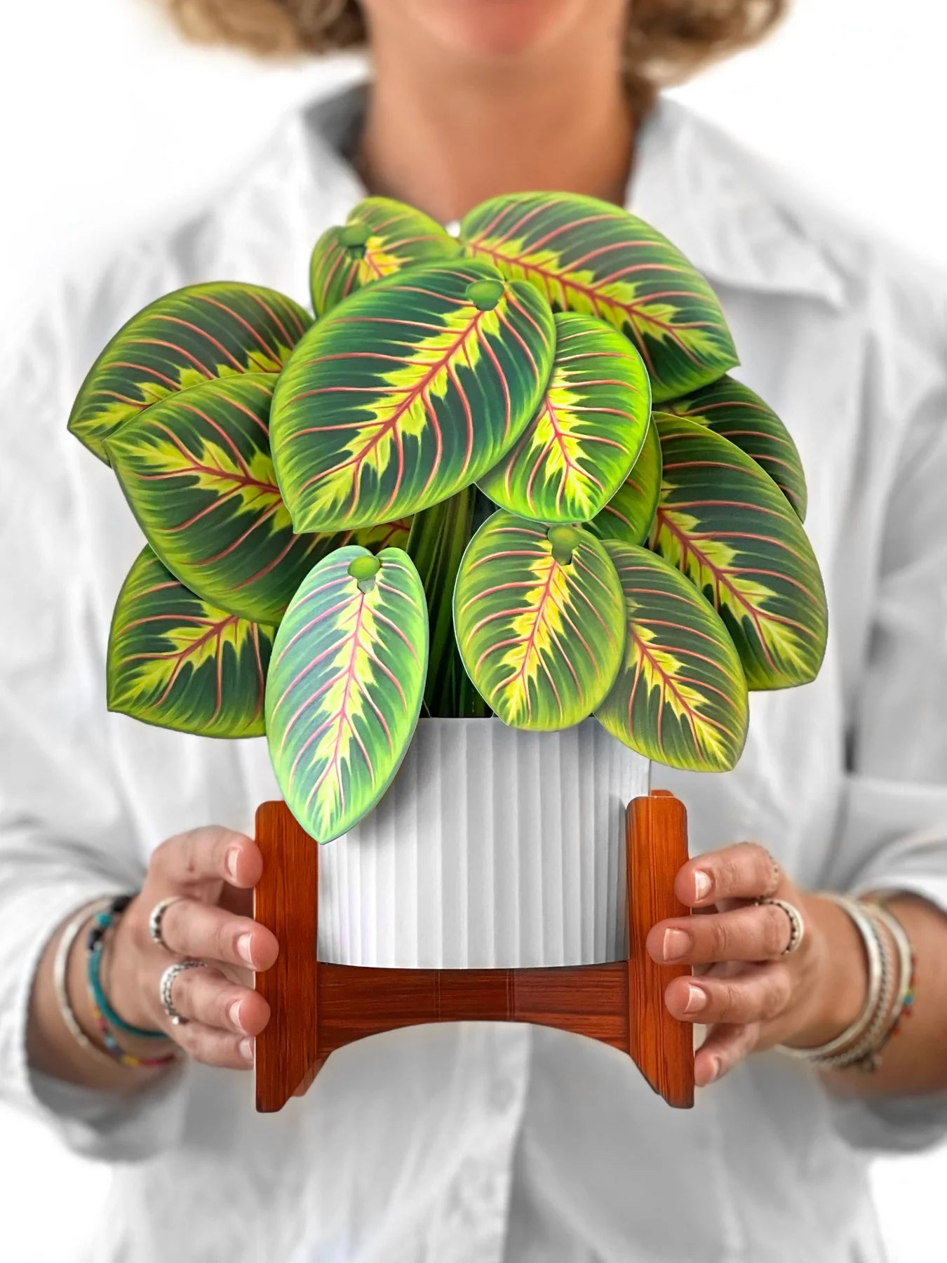 Prayer Plant 3D Pop Up Bouquet