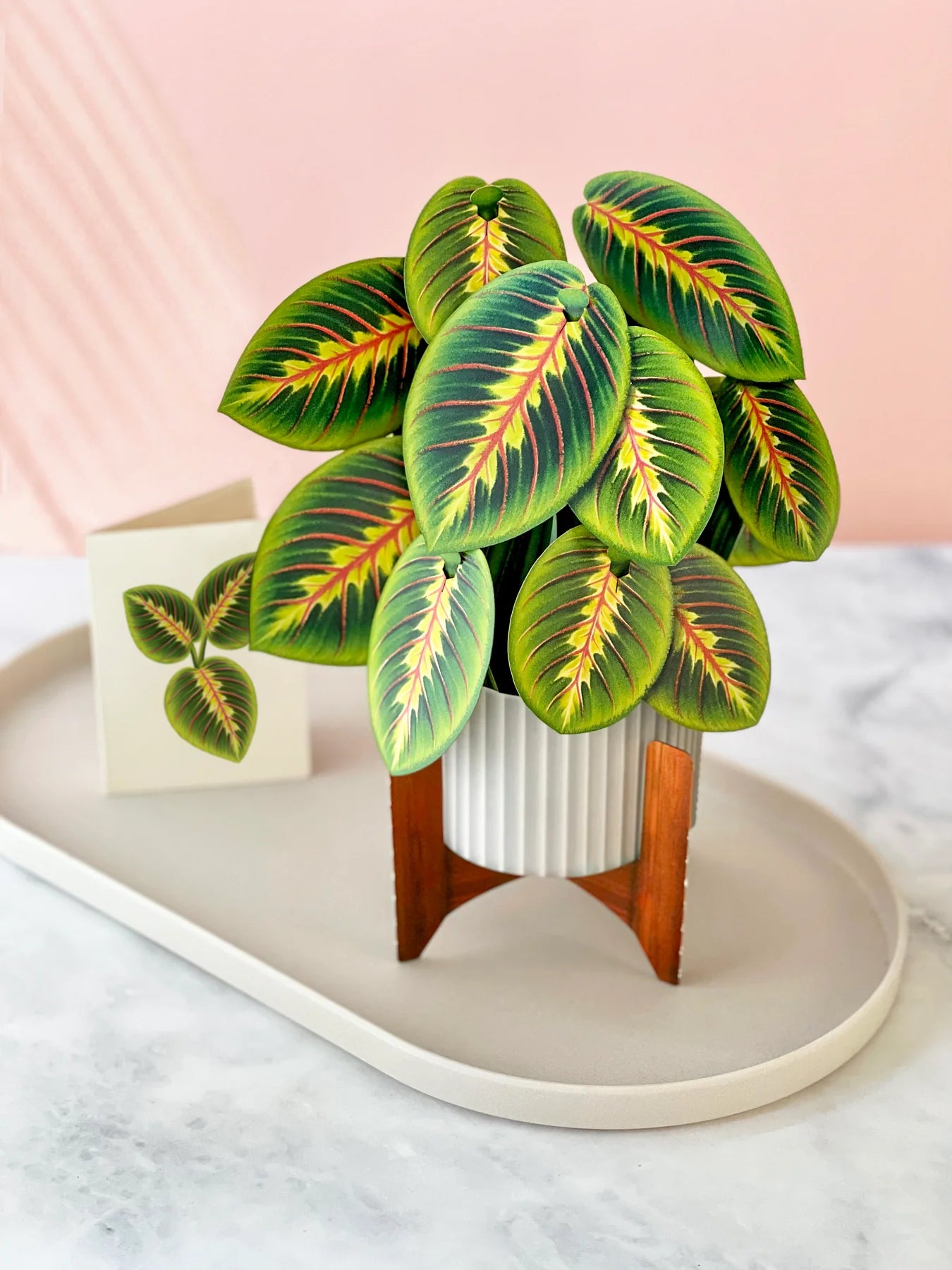 Prayer Plant 3D Pop Up Bouquet
