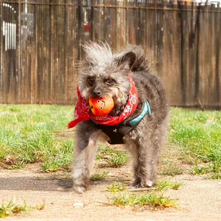 Kobe Apple Fruit Squeaker