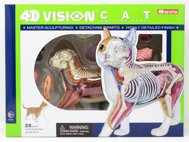 4D Cat Anatomy