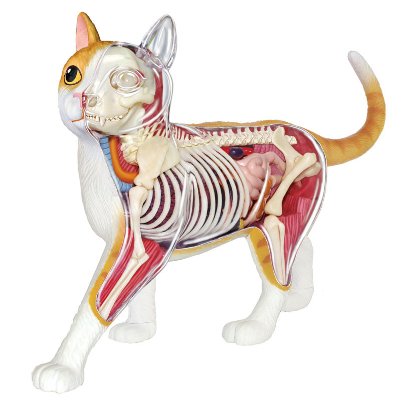 4D Cat Anatomy