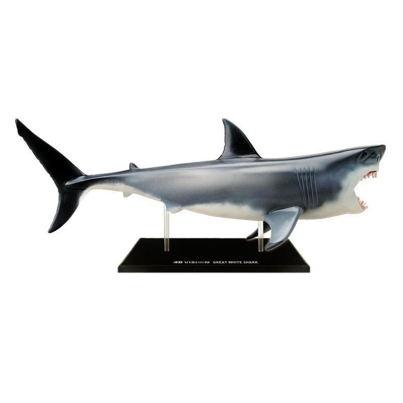 4D Great White Shark Anatomy