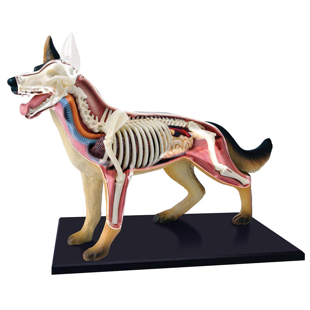 4D Dog Anatomy