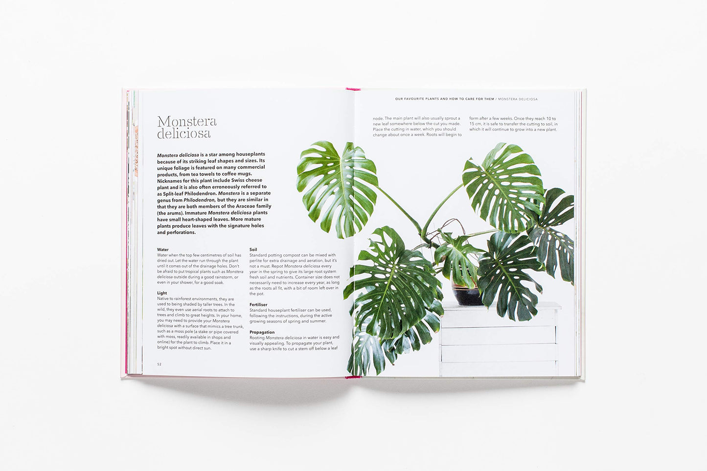 How to Raise a Plant