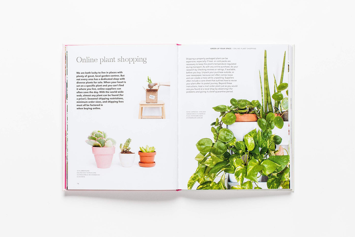 How to Raise a Plant