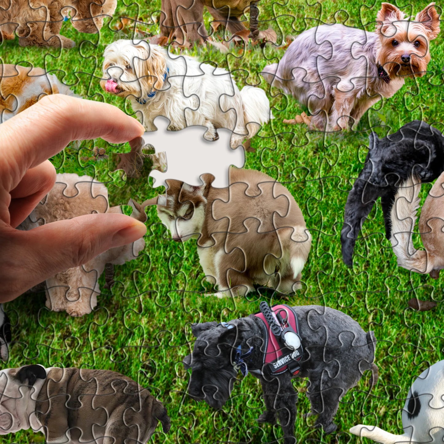 101 Pooping Puppies