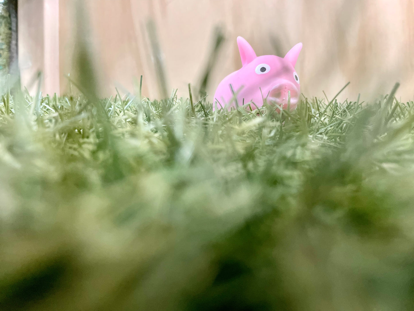 Squishy Pig