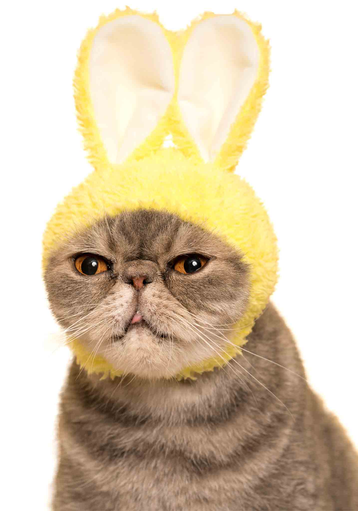 Cat Cap Blind Box - Rabbit