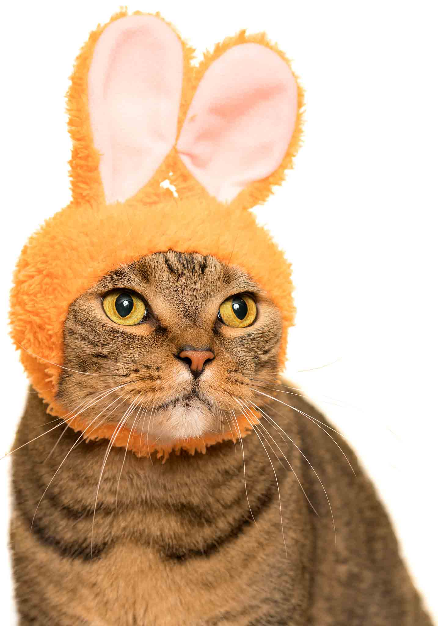 Cat Cap Blind Box - Rabbit