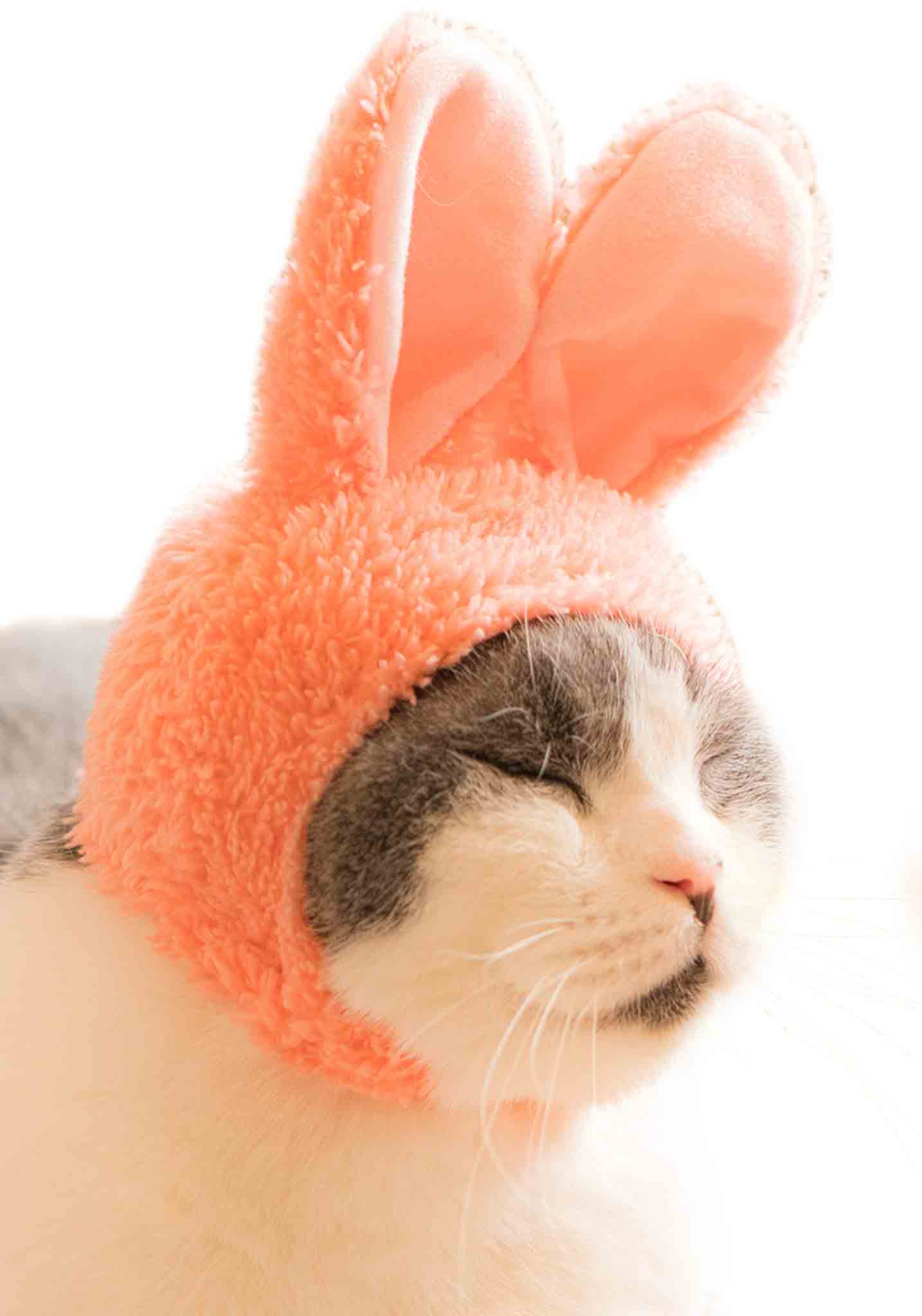 Cat Cap Blind Box - Rabbit