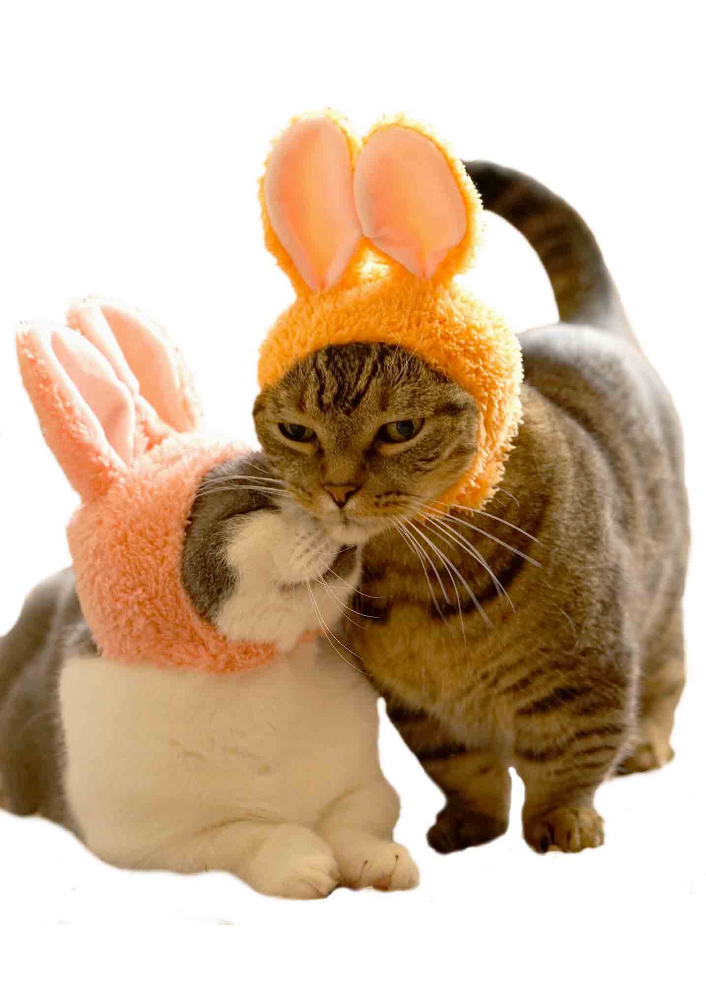 Cat Cap Blind Box - Rabbit