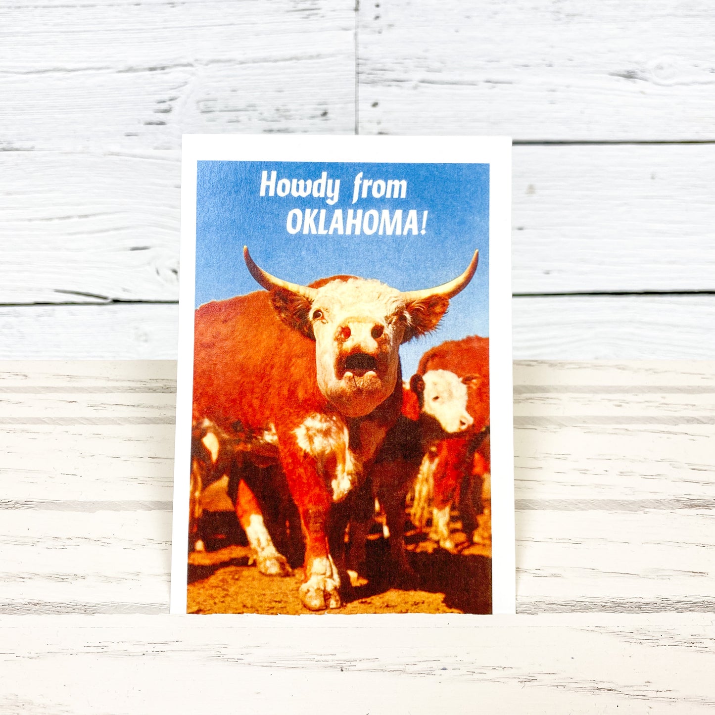 Howdy from OK! Hereford Steer Postcard