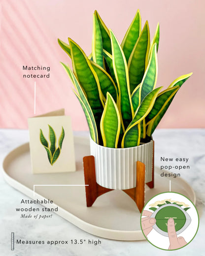 dollhouse snake plant Snake Plant 3D Pop Up Bouquet