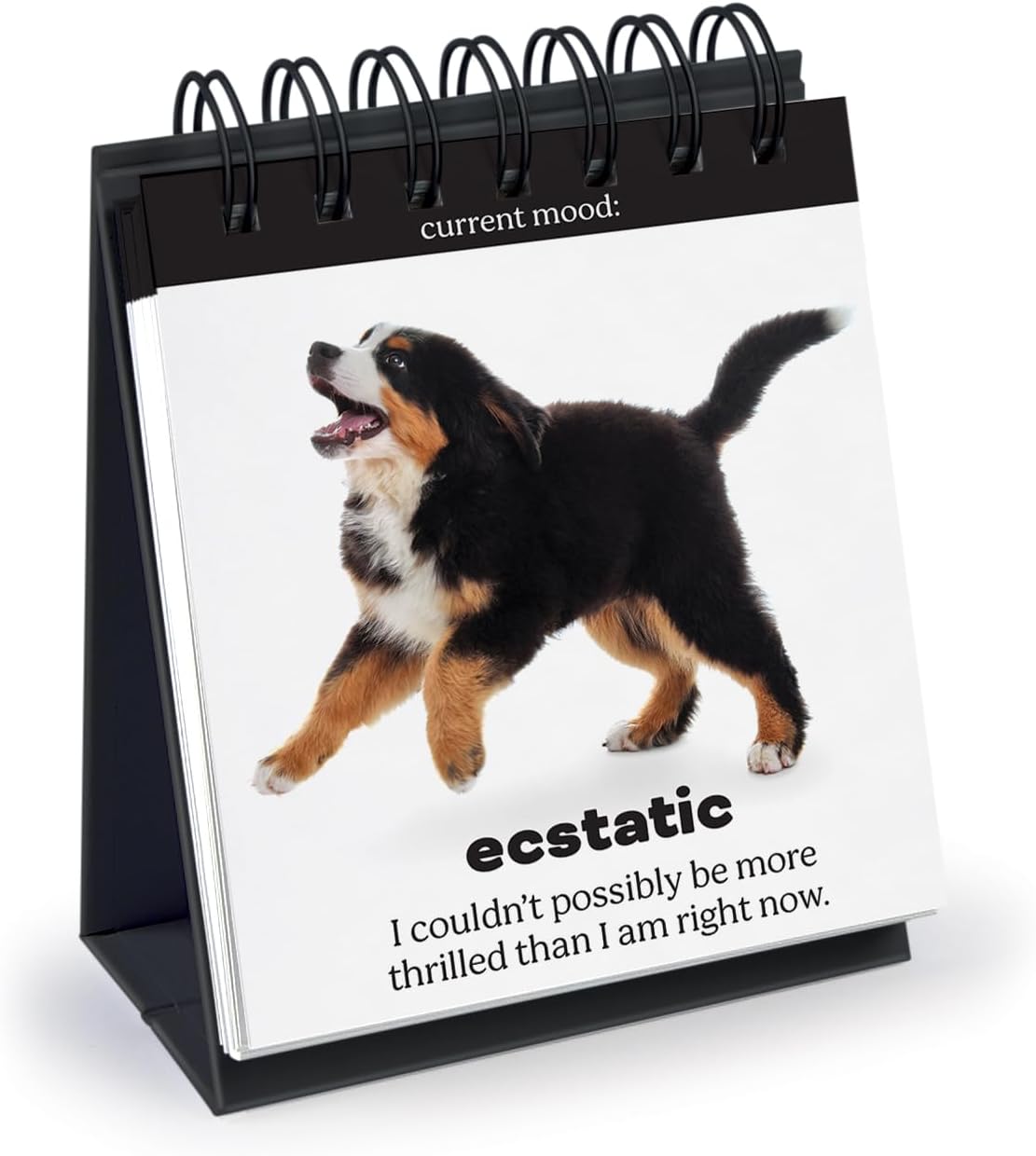 Daily Doggo Desk Flipchart