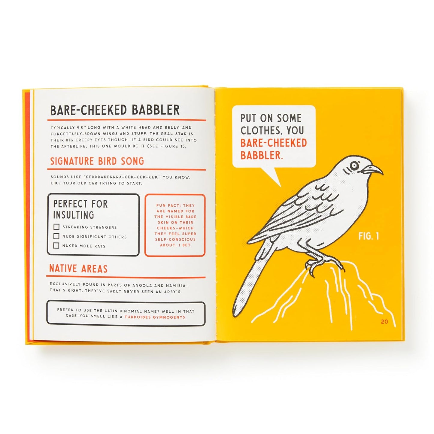 An Illustrated Guide To Birds