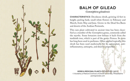 Herbs and Medicinal Plants Knowledge Cards