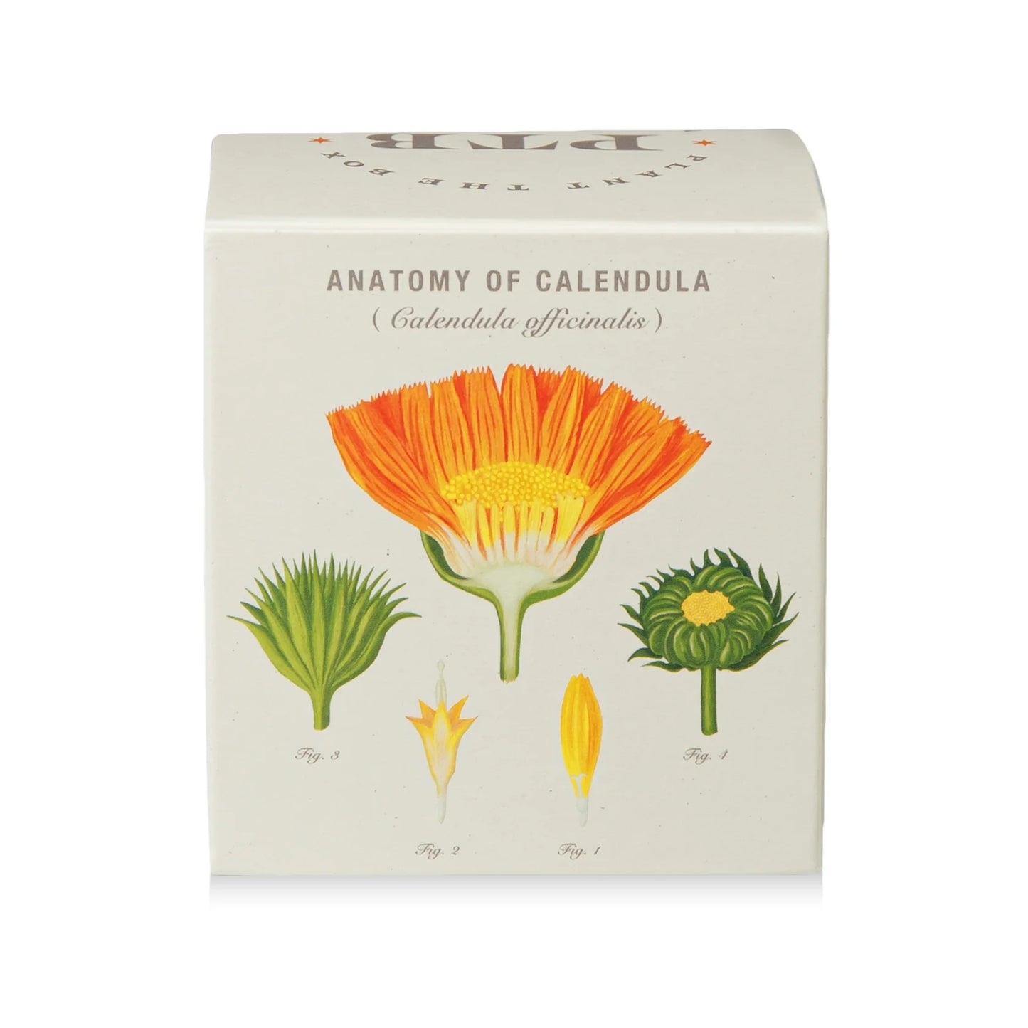 Plant The Box Candle - Catalan Calendula