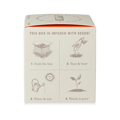 Plant The Box Candle - Catalan Calendula