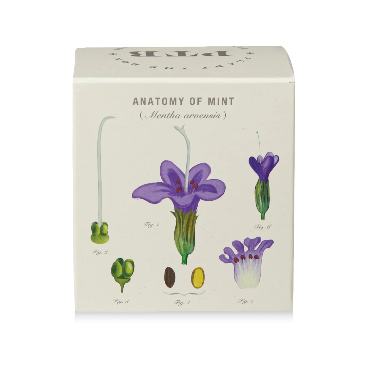 Plant The Box Candle - Crushed Mint