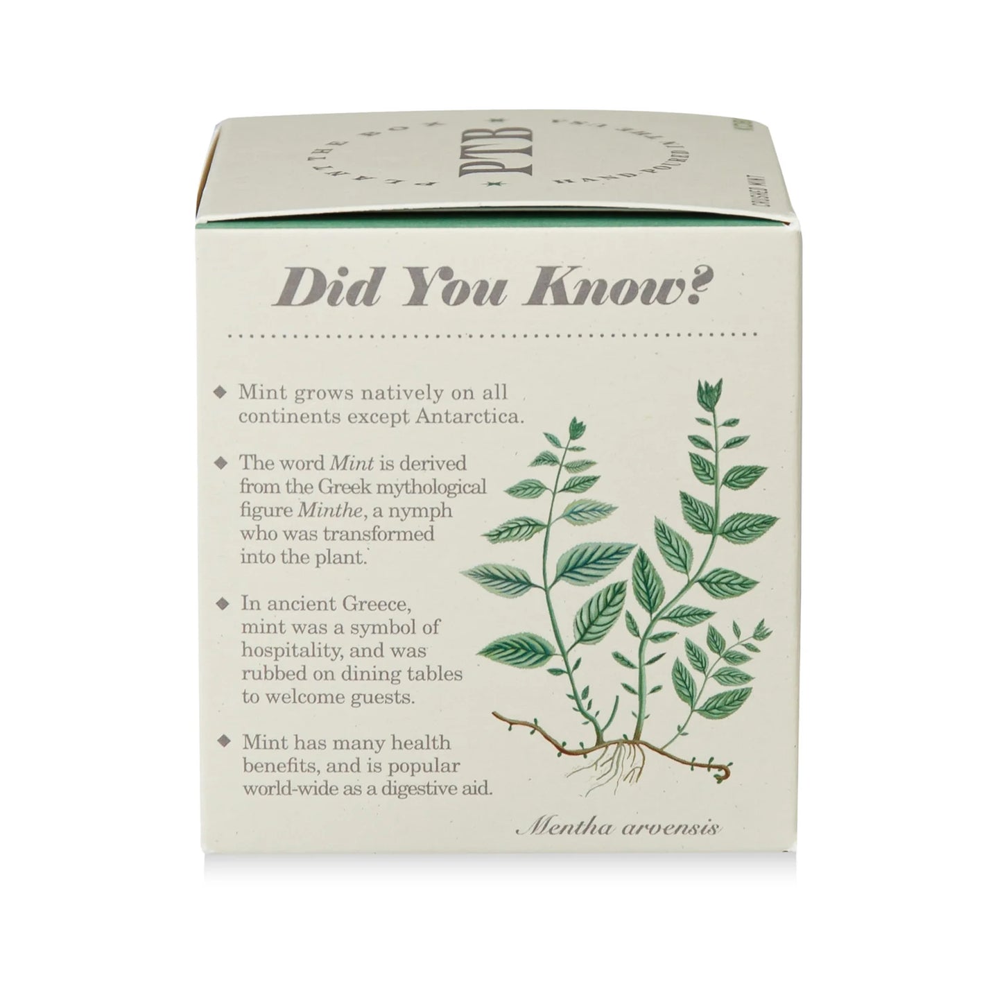 Plant The Box Candle - Crushed Mint
