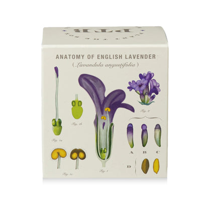 Plant The Box Candle - Heath Lavender