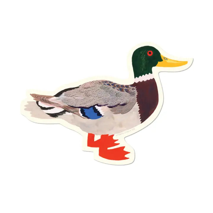 Mallard Duck Sticker