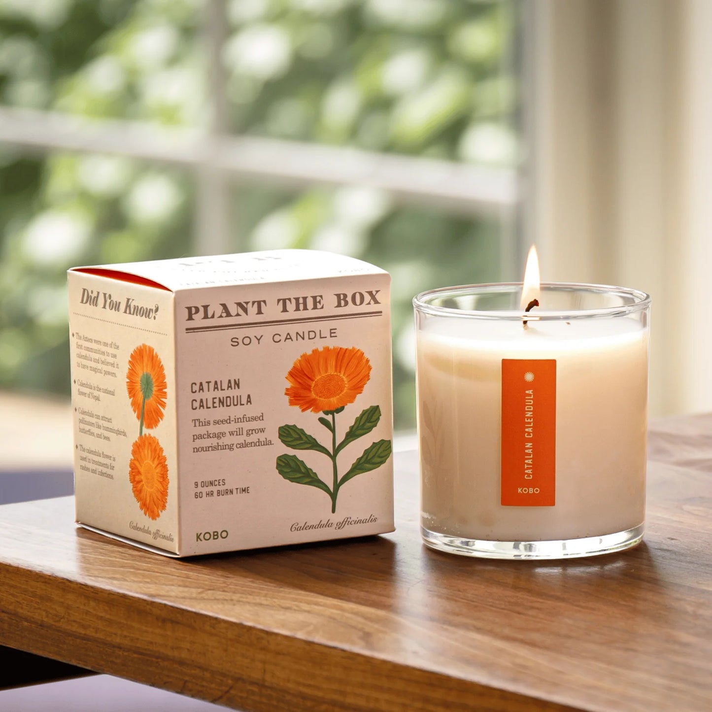 Plant The Box Candle - Catalan Calendula