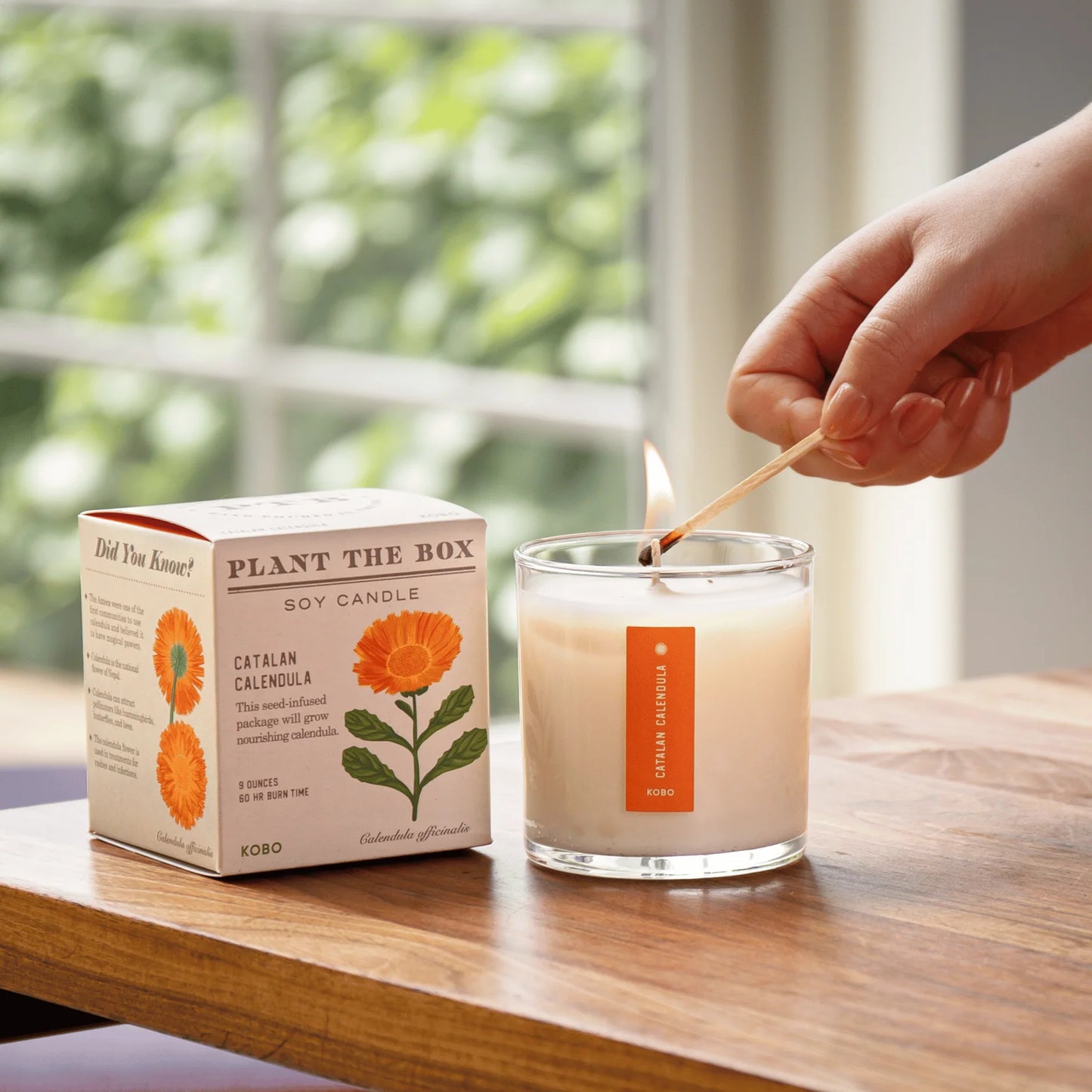 Plant The Box Candle - Catalan Calendula