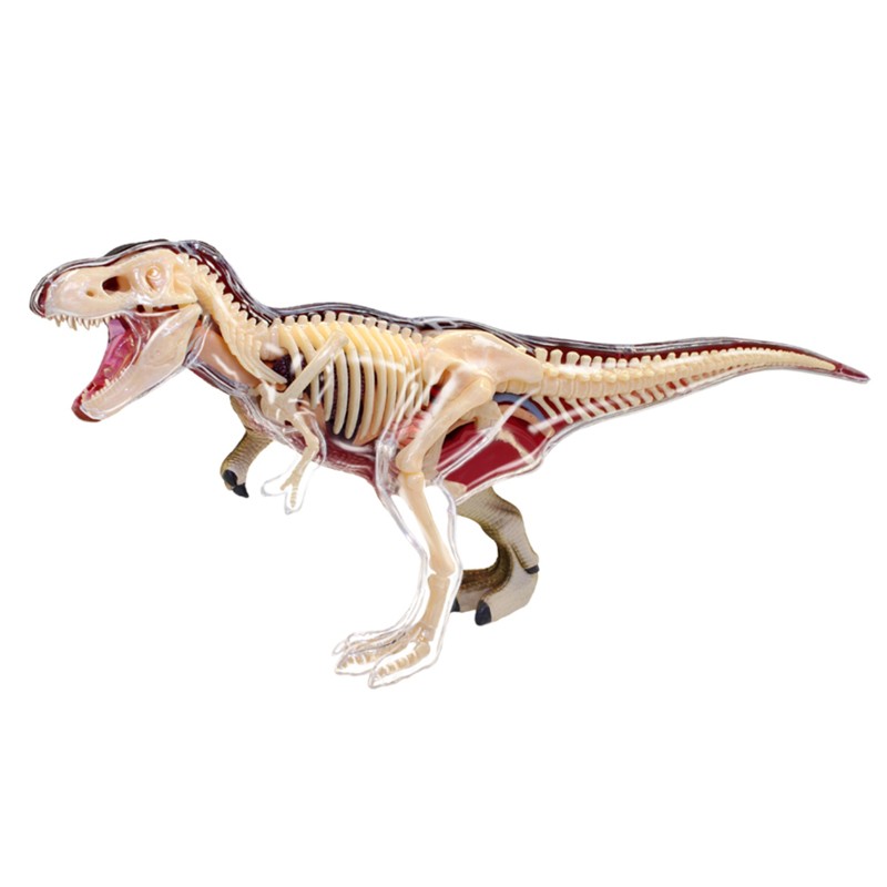 4D T-Rex Anatomy