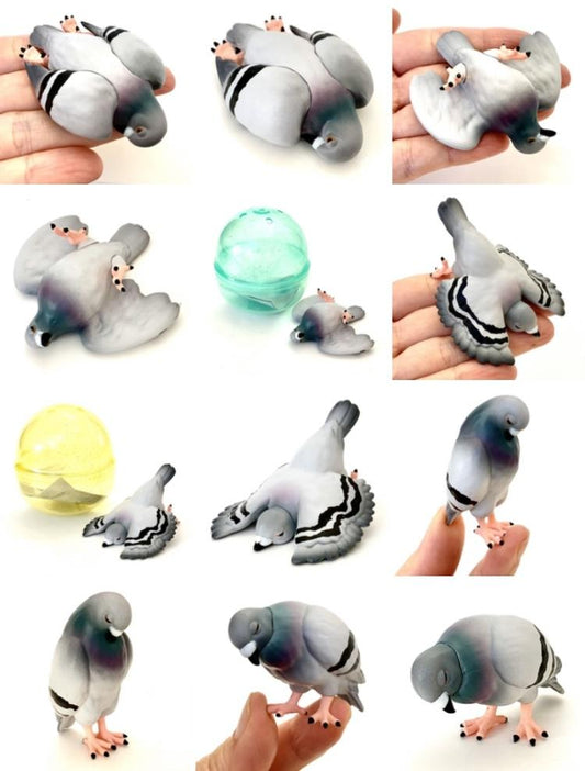 Tired Pigeon In Capsule