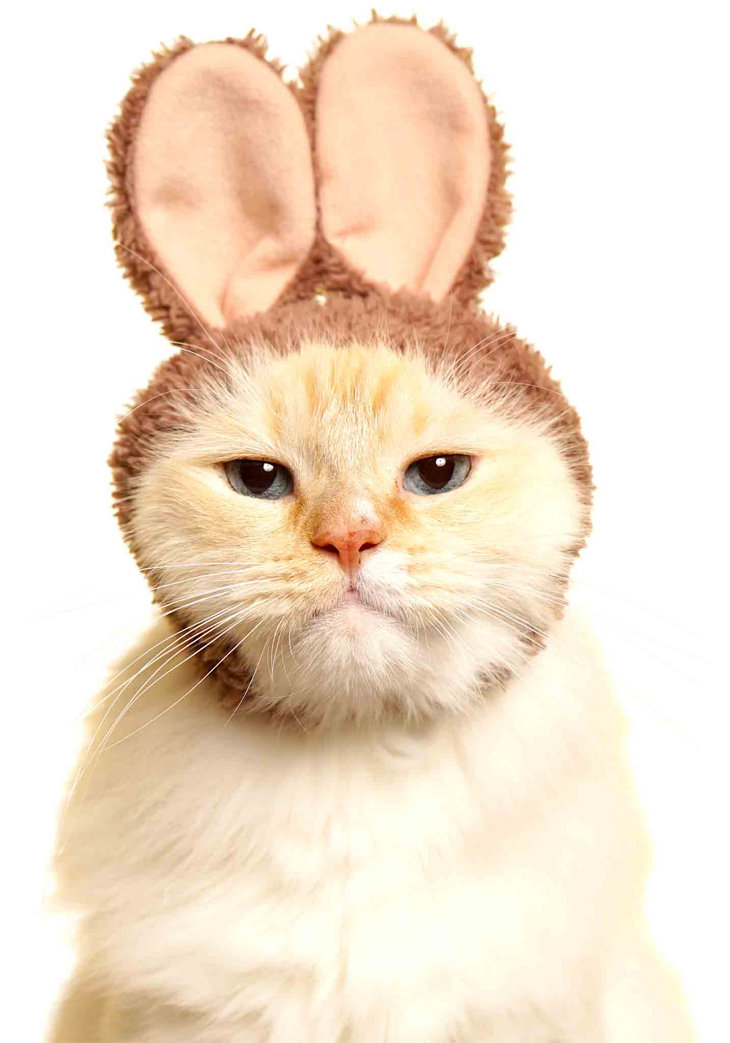 Cat Cap Blind Box - Rabbit