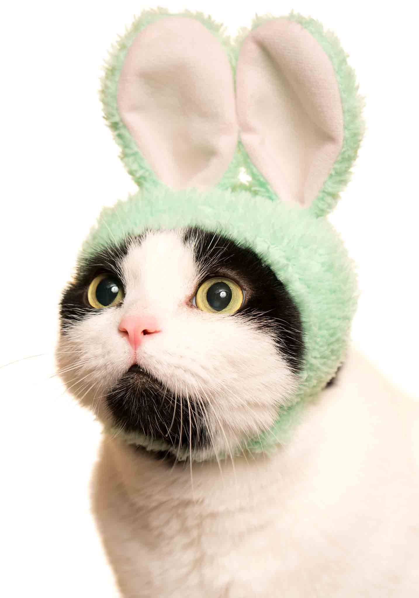 Cat Cap Blind Box - Rabbit