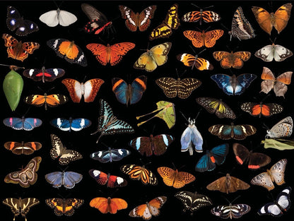 Photo Ark Butterflies Puzzle