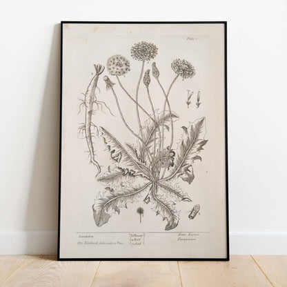 Vintage Dandelion Print