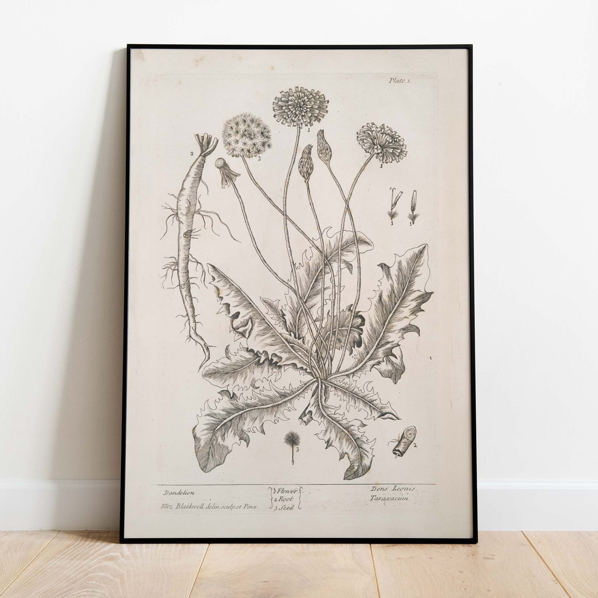 USA State Flowers Puzzle – Dandelion Floral