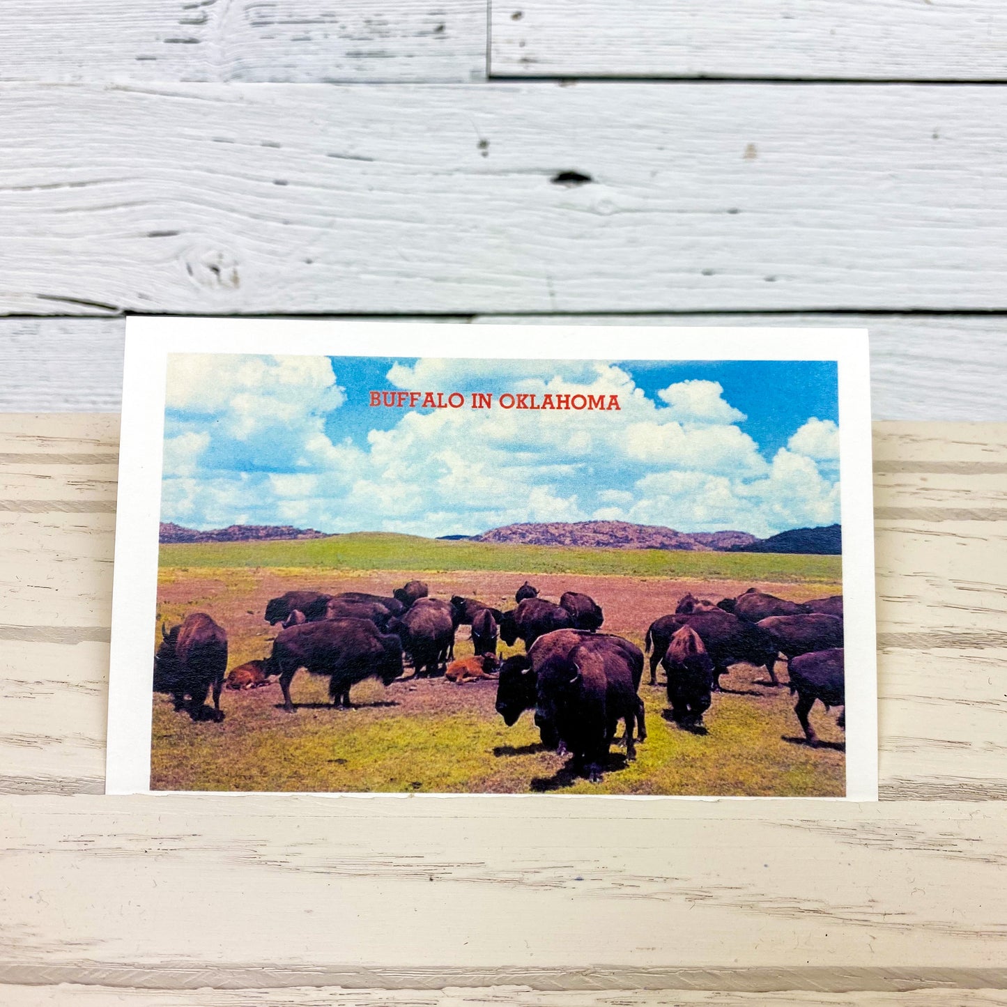 Buffalo in Oklahoma Postcard