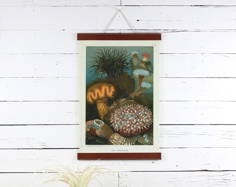 Sea Anemone Print 12x18