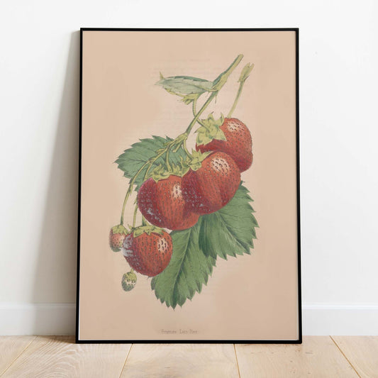 Vintage Strawberry Print