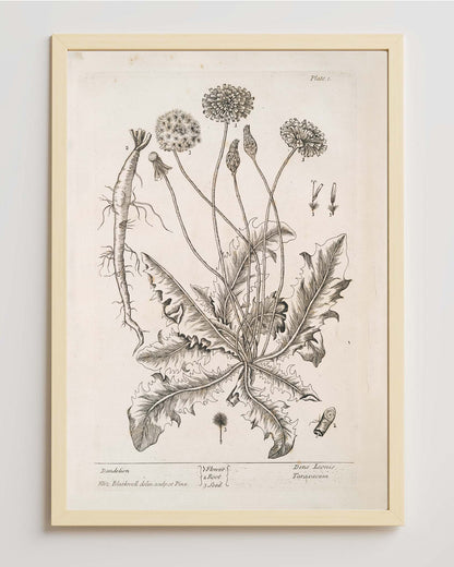 Vintage Dandelion Print